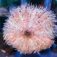 淡島水族館2Fの生き物 FILE:4　駿河湾の深海生物