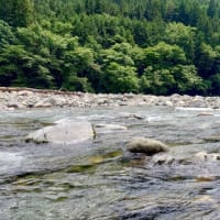 【釣】清流に癒されるも厳しい釣果　（2025/06/28　鮎　大洞川・小坂川）