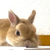 何風邪？