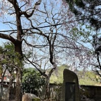 山肌覆う取り取りの妙・・・わが春のうた2025＜１＞
