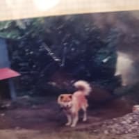 昔いた犬だよ。
