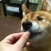 魔法の粉？