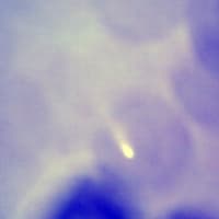 C/2024G3アトラス彗星