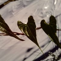 汗だくでマルチ敷き
