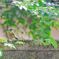 秋の気配～ホオジロ　メジロ