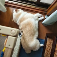 懸案事項いろいろ