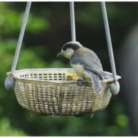 ヤマガラの幼鳥
