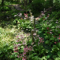 林床の花写ん歩（その１２）：湯川ふるさと公園～軽井沢植物園