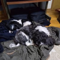 舎弟の関係ですワン！！