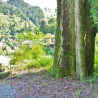 高知県高知市、行川「行川神社のムクノキとスギ」（保存樹木）です