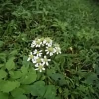 宝田麦青／鹿火屋守(かびやもり)太郎と呼ぶは犬なりし