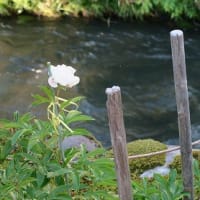 「花壇のシャクヤク」、終わりの映え。