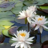 ドライブ＆温泉は、花めぐりから