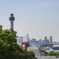 ＜　飛べる鳥 と 飛べない鳥。＞　【　思い出し　何時まで経っても　青春を　】【　年老いて　青春時代　若返り　】　若返り川柳