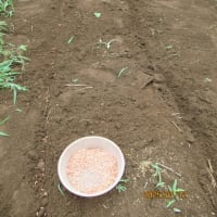 草刈りと大麦の種まき