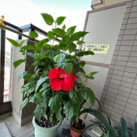 朝食とハイビスカス