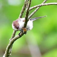 エナガさんの幼鳥、お団子状態ではないですけど