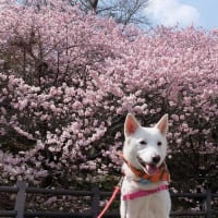 春めき桜が満開