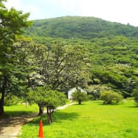 ヤマボウシ開花情報（第４号）