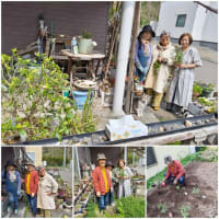 菊子桜観賞の途中に