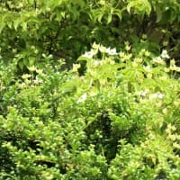 鮮やかな緑に、爽やかな白♪