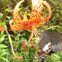庭の百合に黒アゲハ蝶が・・