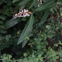 徹夜をしていてもユーちゃんが顔をだした。何か食べようか、と立ちあがって歩いていたら、拙いホーホケキョ〜！