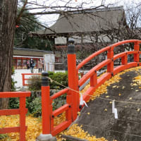 京都紅葉巡り：下鴨神社！（１２月１日）