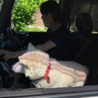 犬と猫との暮らし～シー子さん車に乗れて喜んでいるかな💕三郷公園