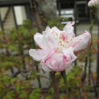 No.４１　「大磯源平帚桃」が、２７日に開花