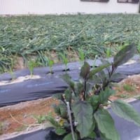 我が家の夏野菜一番に収穫は胡瓜でした