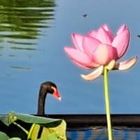 朝の散歩　平池緑地公園　57　6.29～30