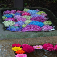 紫陽花とガーベラ花手水の中川八幡神社　2025/6/13