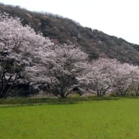 桜並木、山桜
