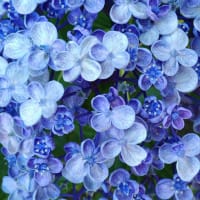 この青が好き