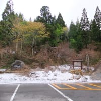 大佐渡石名天然杉の残雪（道路）情報・・・オープンが待ちきれない！