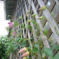 午前買い物午後己書自宅幸座でmikoさん♪