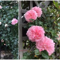 薔薇の写真ばかりですが
