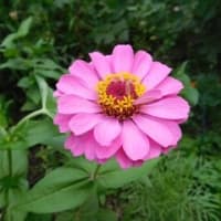 タッタ１票、されど１票