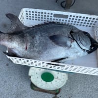 釣果