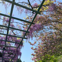 藤まつりが始まる前に藤枝市蓮華寺池公園の藤見❣️