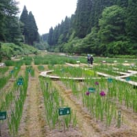 令和７年６月９日　花しょうぶ開花状況