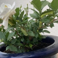 「初恋の　話ふくらむ　傘寿らは　青虫のごと　活き活きとする」