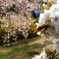オークラ正門の桜葉桜　　八幡厄神の垂れ桜