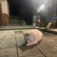 寂しがり屋の....ぽん子。