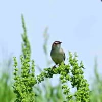 鳴き声の聞こえた方向に、セッカがとまった。
