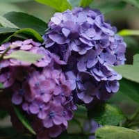 お写んぽ＊６月・梅雨はどこへ？