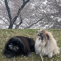 ワンコたちもお花見！