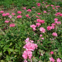 ペチュニア、マツバギク、カラー、サフィニア、バーベナ