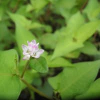 久々、野草の花見を楽しむ　～新発田市桜公園周辺～